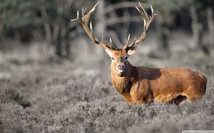 Deer Theme screenshot #15