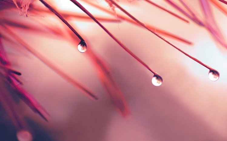 Pink Theme screenshot #5