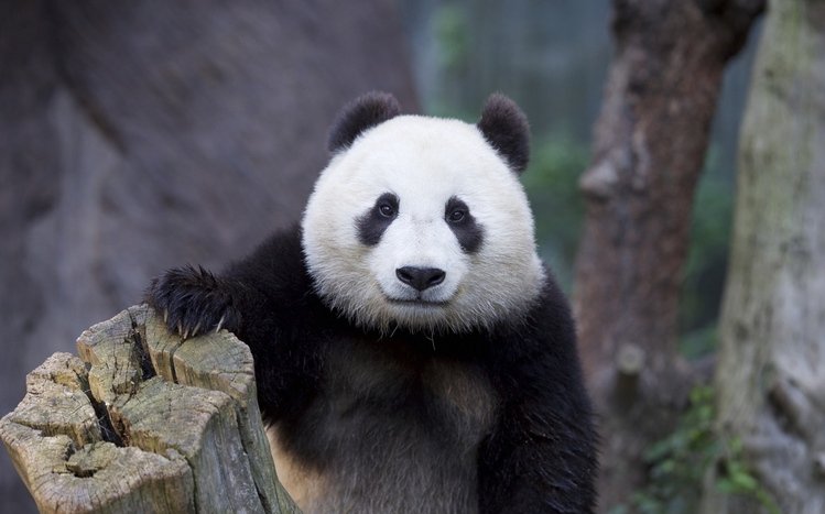 Panda Theme screenshot #10