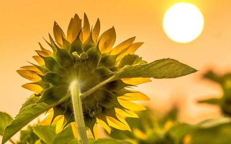 Sunflower Theme screenshot #8