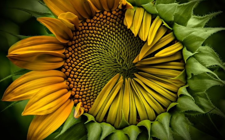 Sunflower Theme screenshot #17