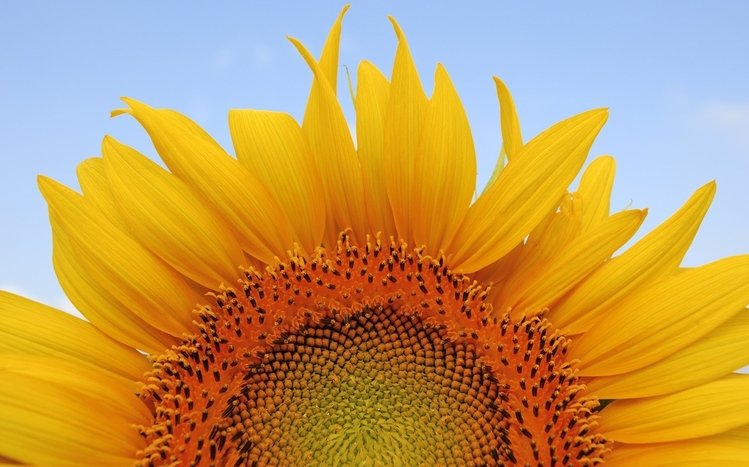 Sunflower Theme screenshot #14