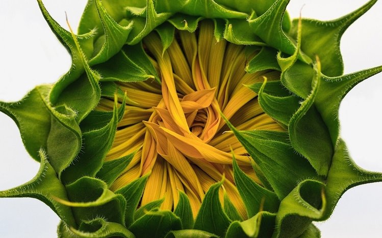 Sunflower Theme screenshot #7