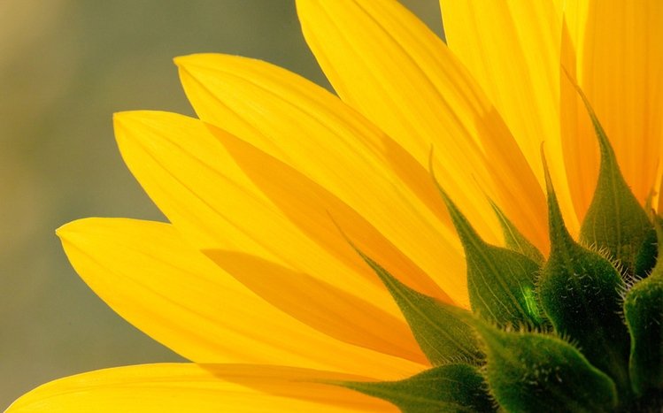 Sunflower Theme screenshot #15