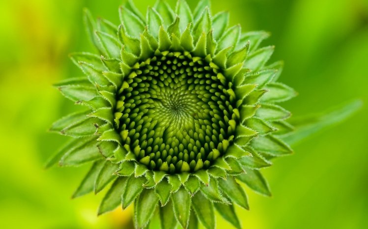 Sunflower Theme screenshot #9