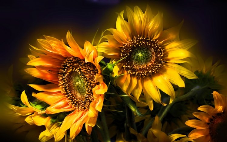 Sunflower Theme screenshot #11