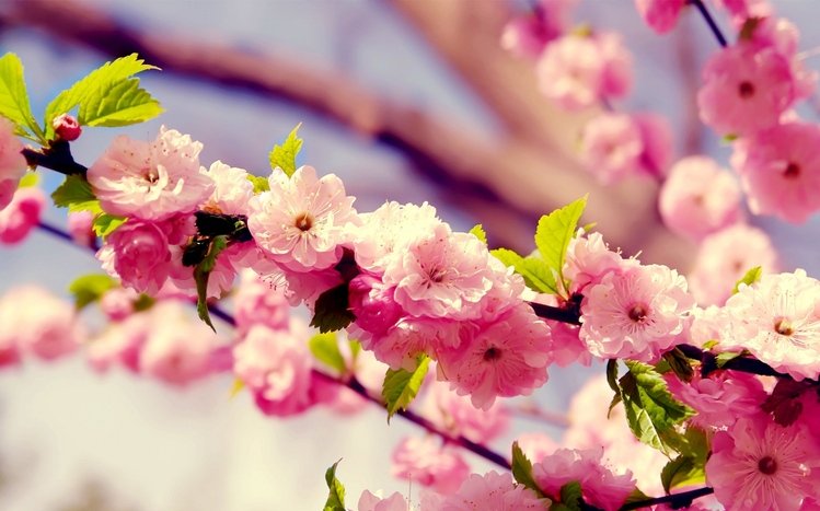 Cherry Blossom Theme screenshot #2