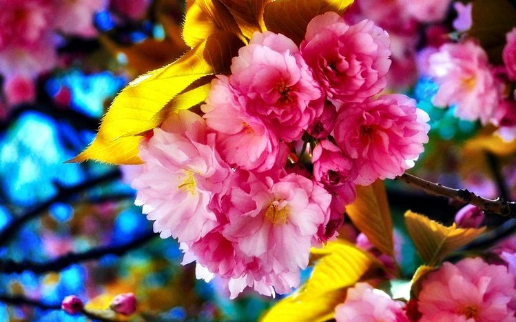 Cherry Blossom Theme screenshot #1