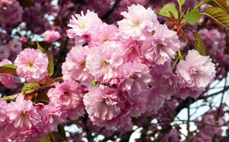 Cherry Blossom Theme screenshot #18