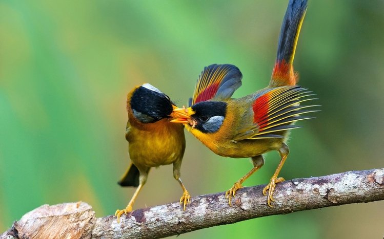 Bird Theme screenshot #6