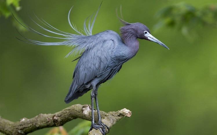 Bird Theme screenshot #5