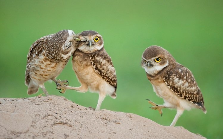 Bird Theme screenshot #2