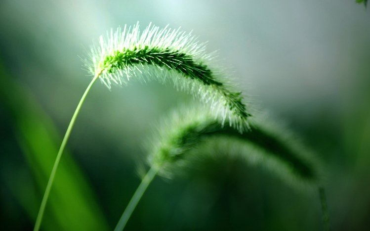 Grass Theme screenshot #12