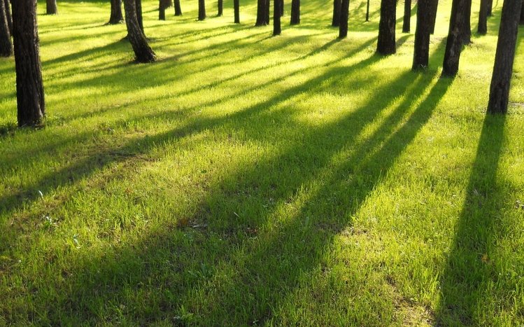 Grass Theme screenshot #11