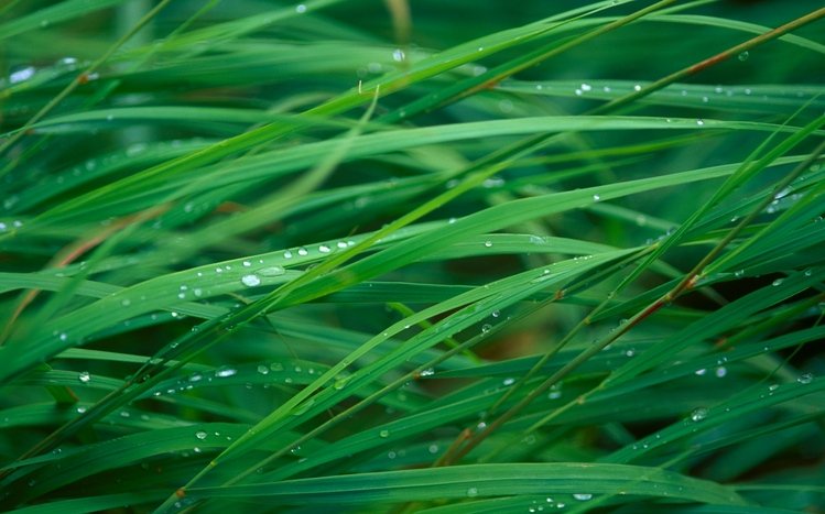 Grass Theme screenshot #1