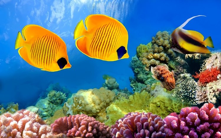 Fish Theme screenshot #9