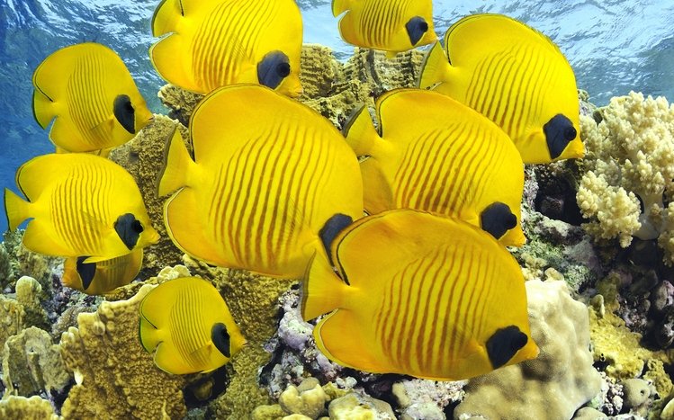 Fish Theme screenshot #13