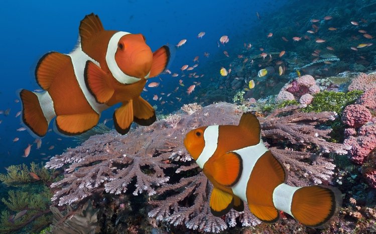 Fish Theme screenshot #15