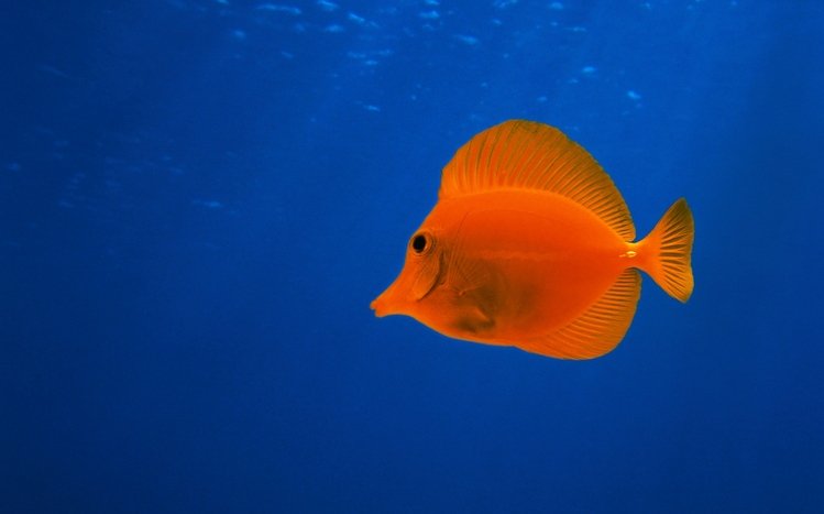 Fish Theme screenshot #3