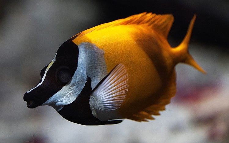 Fish Theme screenshot #8