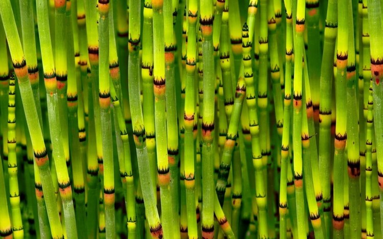 Bamboo Theme screenshot #8