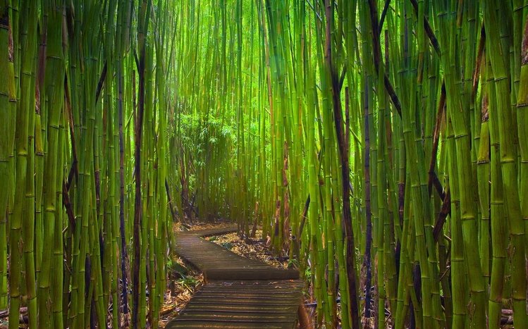 Bamboo Theme screenshot #14