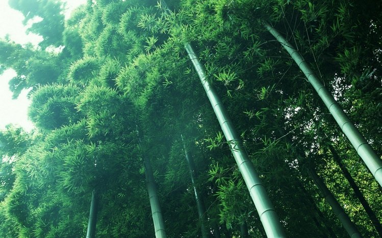 Bamboo Theme screenshot #10