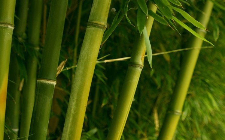 Bamboo Theme screenshot #3