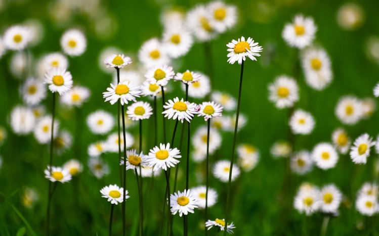 Daisy Theme screenshot #6