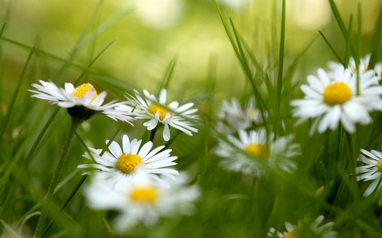 Daisy Theme screenshot #11