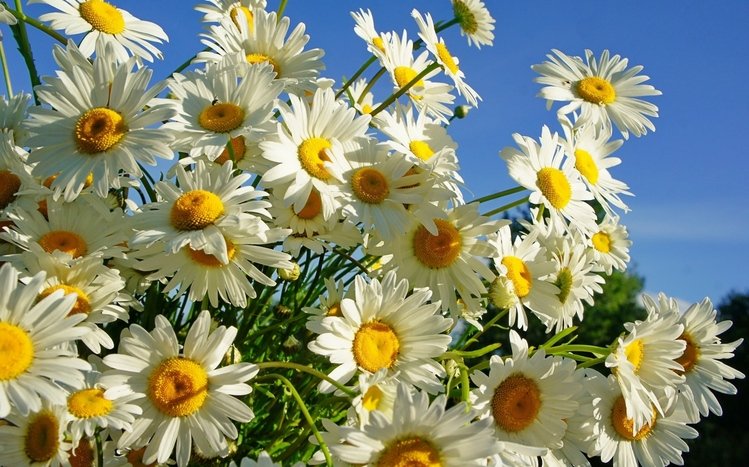 Daisy Theme screenshot #1