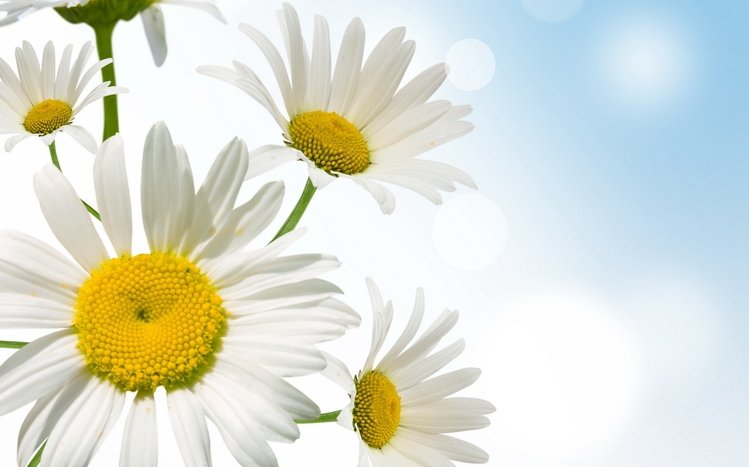 Daisy Theme screenshot #15