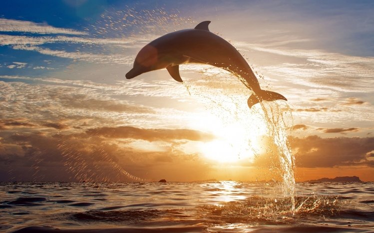 Dolphin Theme screenshot #2