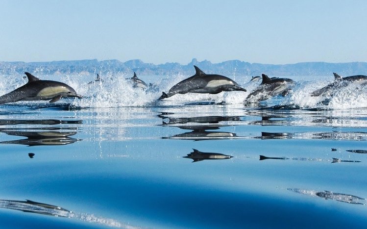 Dolphin Theme screenshot #15