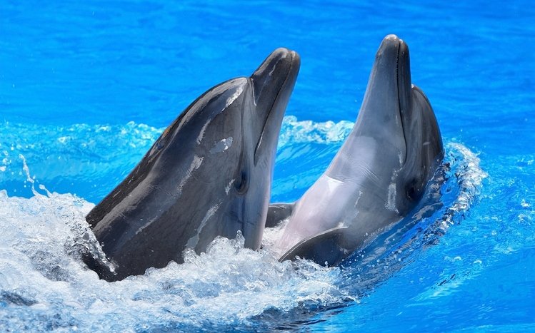 Dolphin Theme screenshot #3