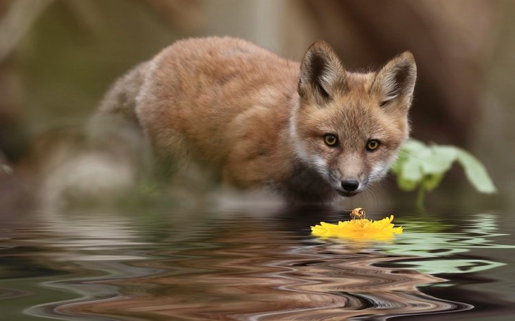 Fox Theme screenshot #7