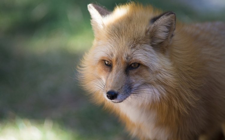 Fox Theme screenshot #5