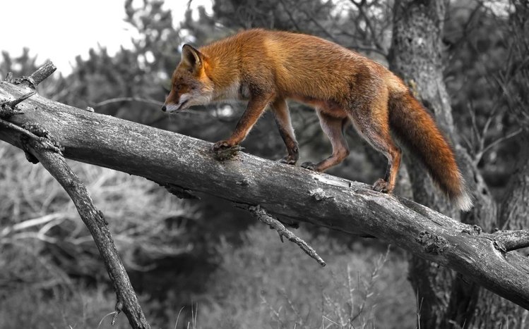 Fox Theme screenshot #17