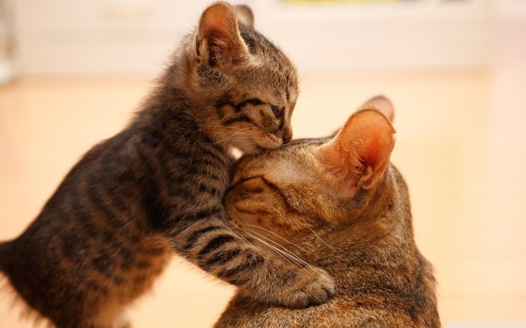 Kitten Theme screenshot #17