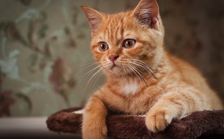 Kitten Theme screenshot #3