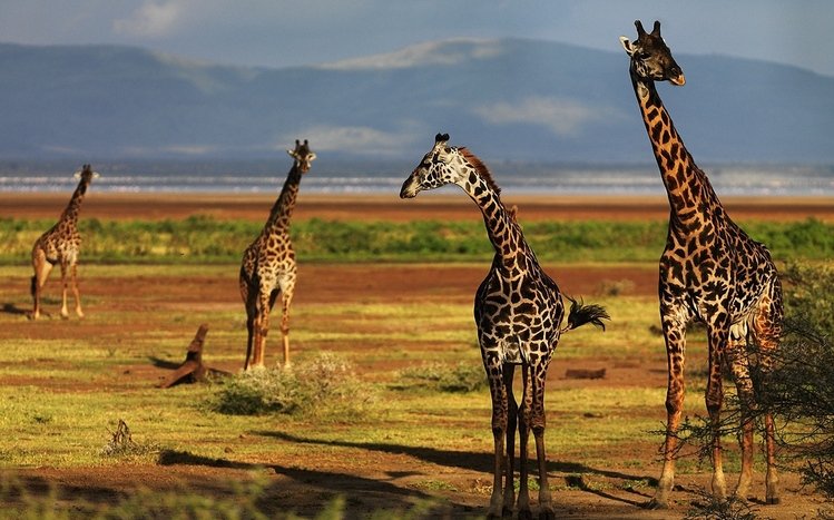 Giraffe Theme screenshot #1