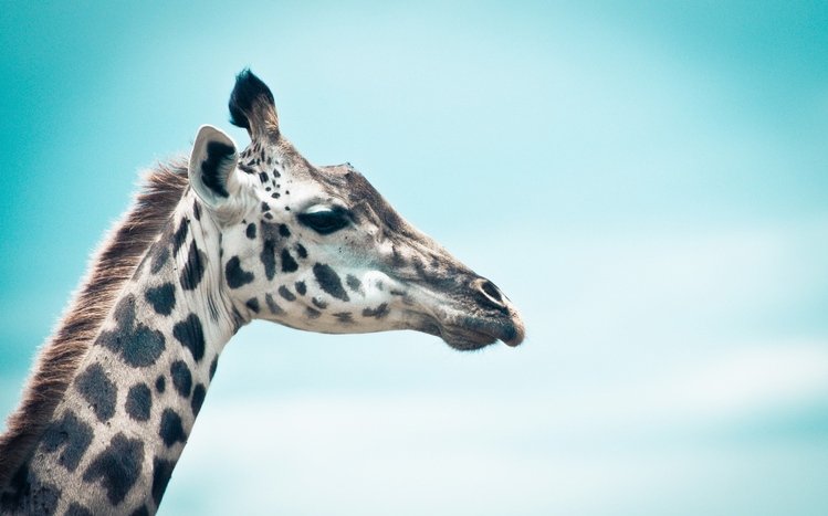 Giraffe Theme screenshot #4