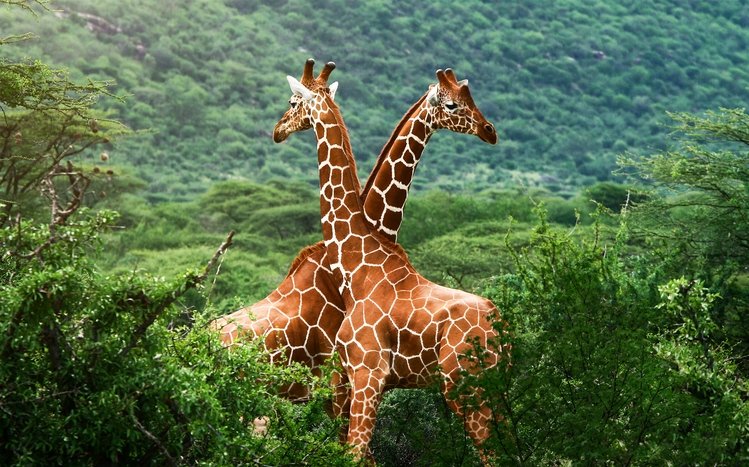 Giraffe Theme screenshot #11