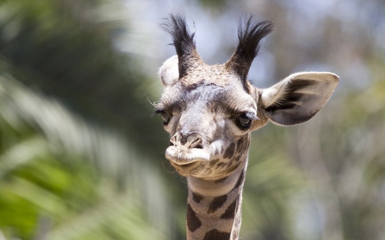 Giraffe Theme screenshot #8