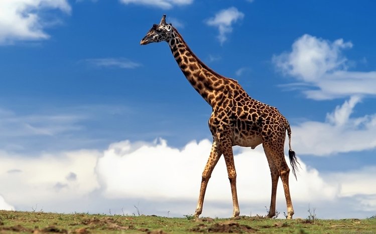 Giraffe Theme screenshot #13