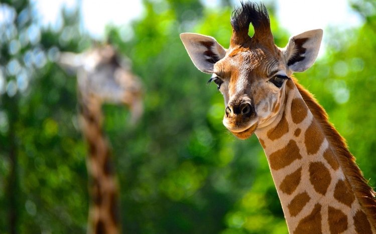 Giraffe Theme screenshot #20