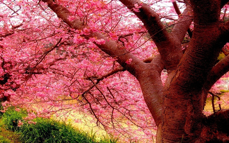 Sakura Windows 10 Theme - themepack.me